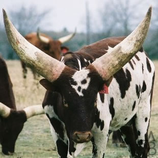 Herd Sire - Chief Skull