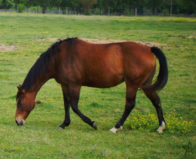 pictures of quarter horses. Texotics - Quarter Horses